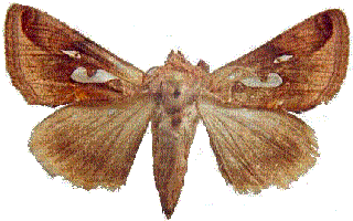 moth