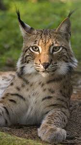 balkan lynx